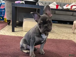 French Bulldog dogs Boss - Ad 2