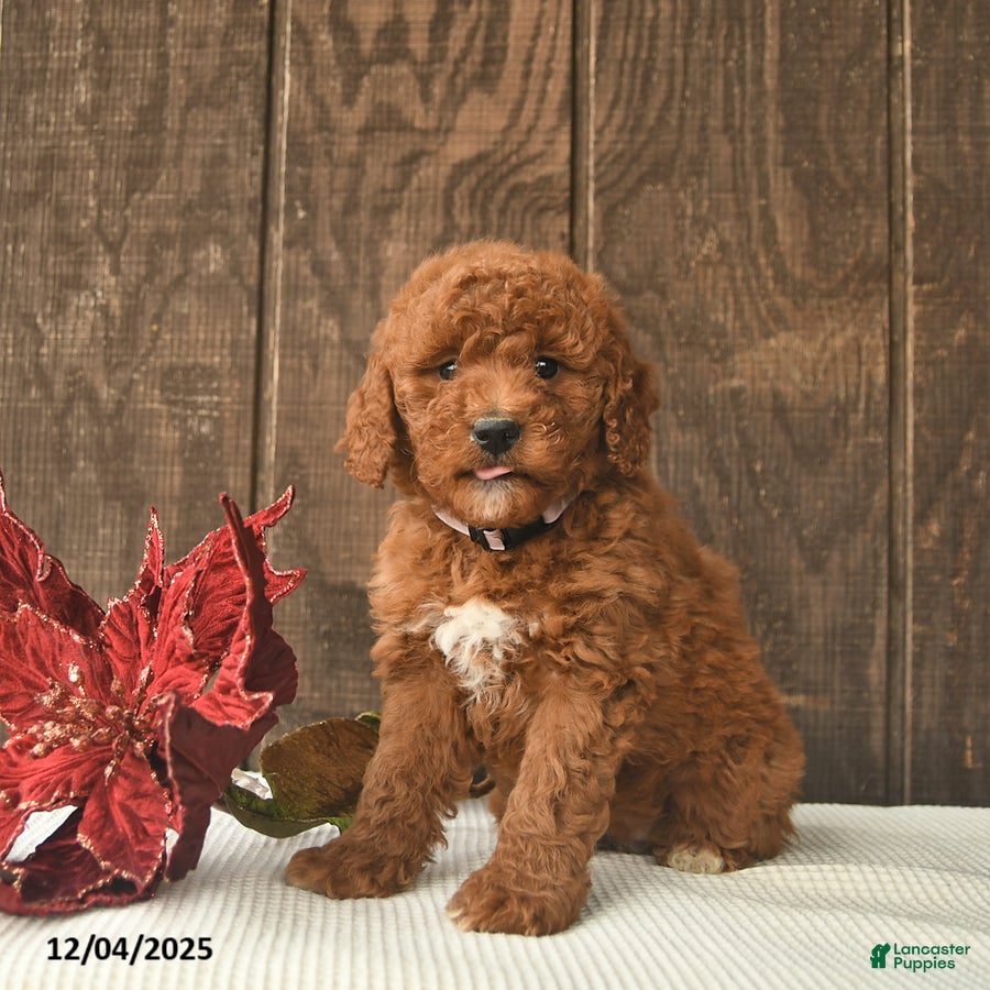 Mini Goldendoodle dogs Carol  - Ad 4