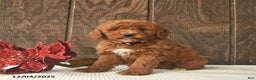 Mini Goldendoodle dogs for sale: Carol  - Ad 1