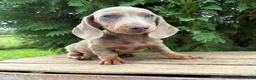 Miniature Dachshund dogs for sale: Briggs - Ad 3