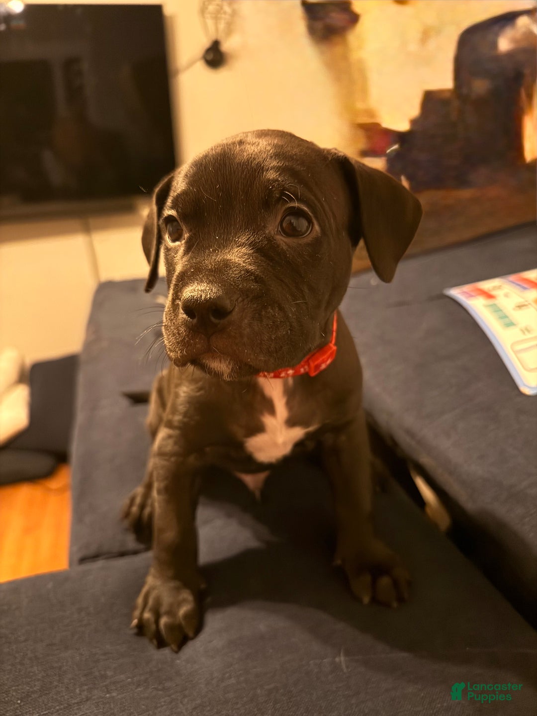 Mixed Breed dogs for sale: Pup Red - Ad 2