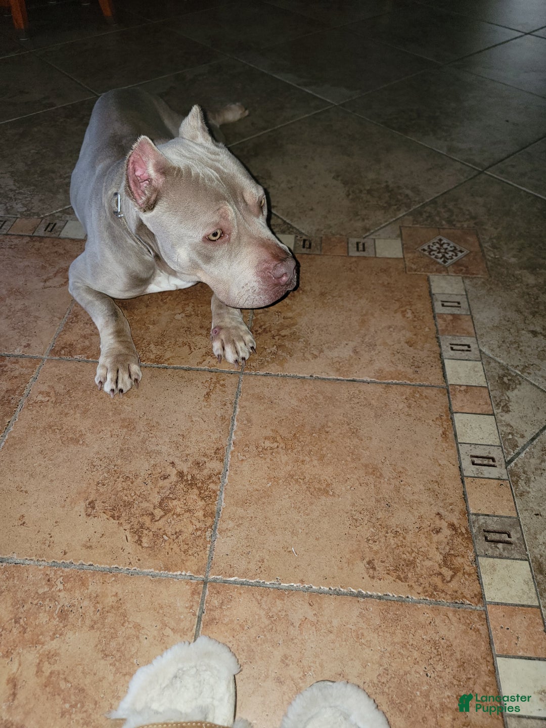 American Bully dogs for sale: American Bully Puppy 1 - Ad 11