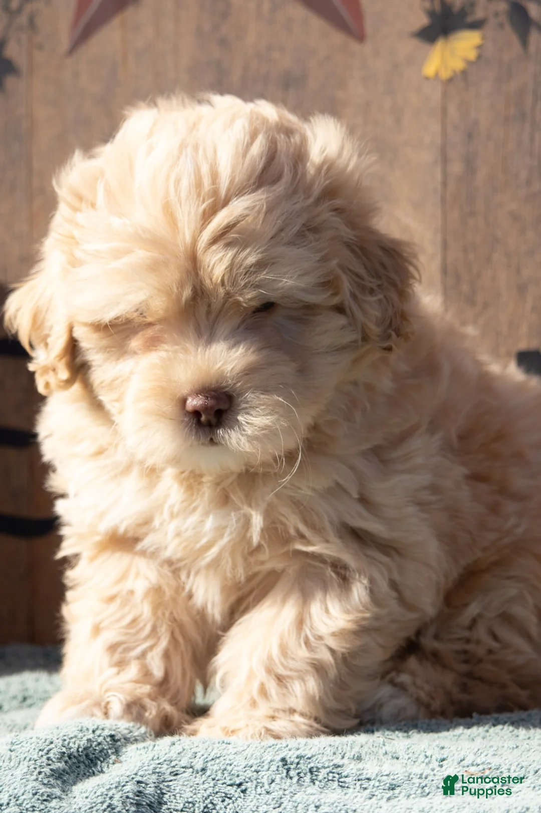 Maltipoo dogs for sale: Maltipoo Puppy 1 - Ad 2