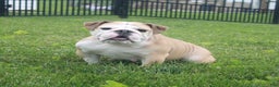 English Bulldog dogs for sale: BJ - Ad 9