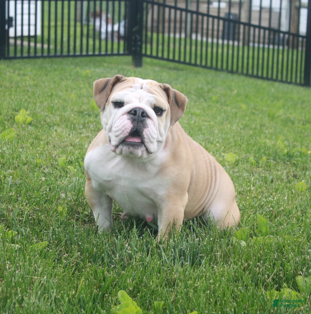 English Bulldog dogs for sale: BJ - Ad 9