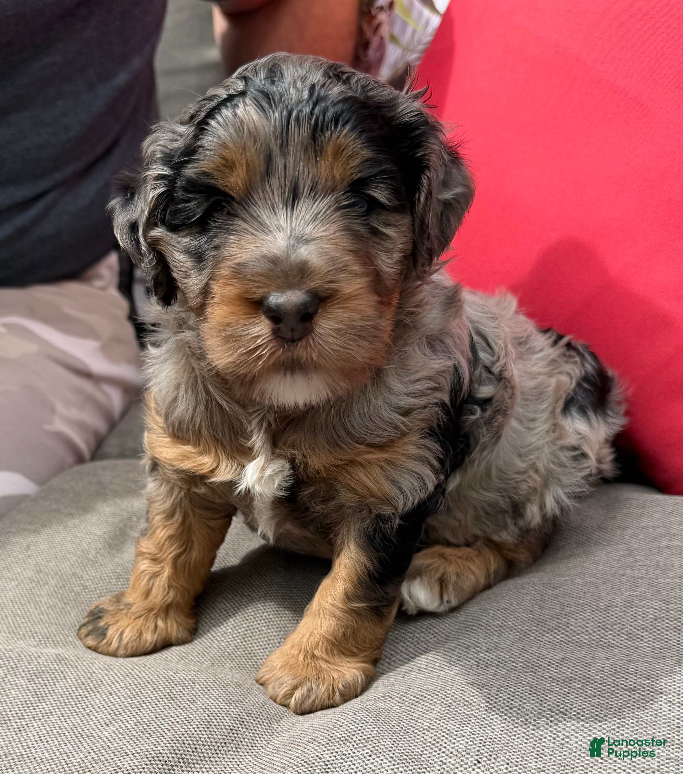 Mixed Breed dogs Henri Léo - Ad 1