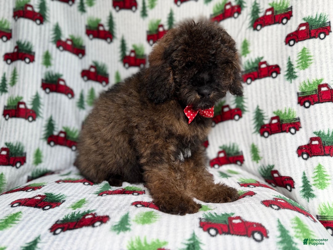 Cockapoo dogs for sale: Gunner - Ad 8