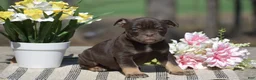 Olde English Bulldogge dogs for sale: Jamison - Ad 1