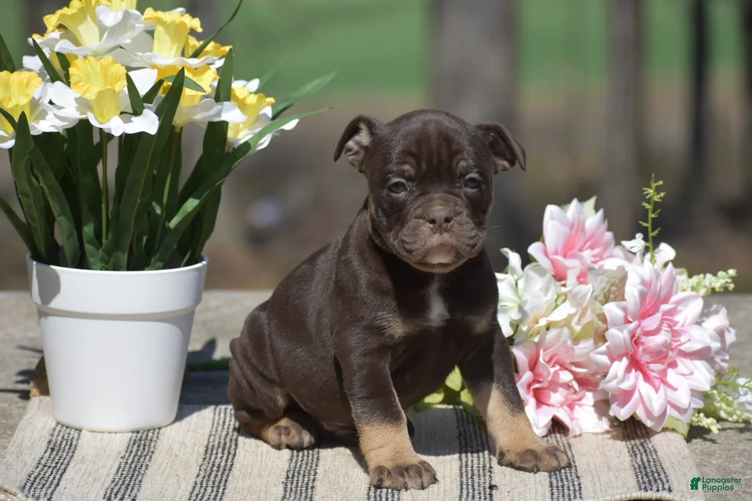 Olde English Bulldogge dogs for sale: Jamison - Ad 1