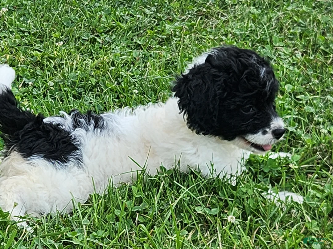Cockapoo dogs for sale: Cookies 'n' Cream - Ad 2