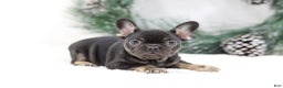 French Bulldog dogs for sale: Dora - Ad 3