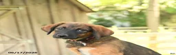 Mixed Breed dogs for sale: Sheba - Ad 3