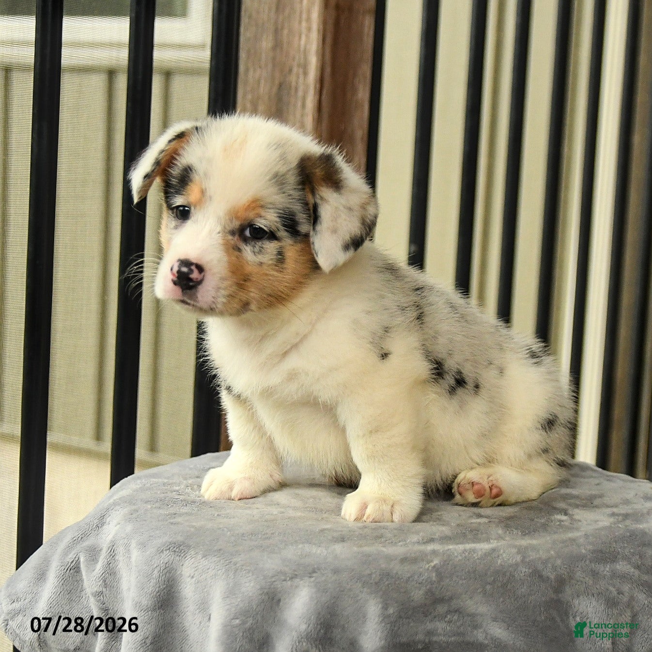 Welsh Corgi Pembroke dogs Sunshine - Ad 2