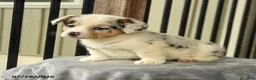 Welsh Corgi Pembroke dogs for sale: Sunshine - Ad 2