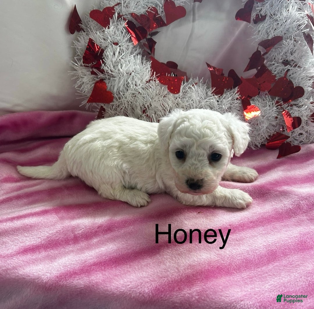 Bichon Frise dogs for sale: Bichon Frise Puppy 2 - Ad 2