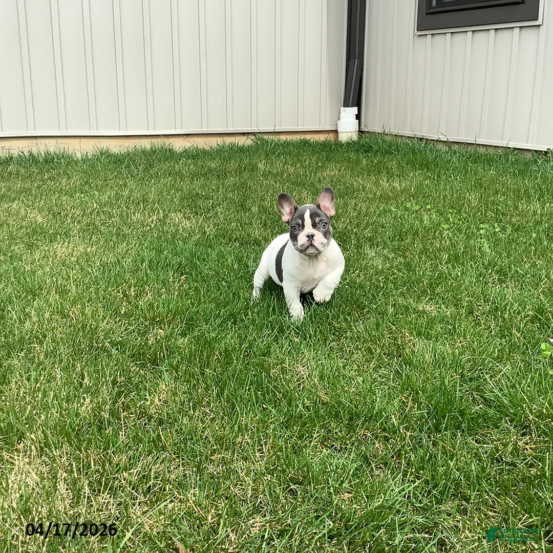 French Bulldog dogs for sale: Duke - Ad 2
