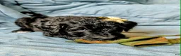Bernedoodle dogs for sale: The Bright Little Adventurer - Ad 3