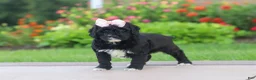 Mini Goldendoodle dogs for sale: Melody  - Ad 4