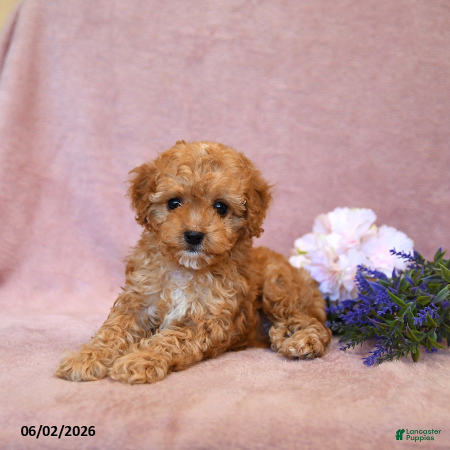 Cavapoo dogs Slate - Ad 2