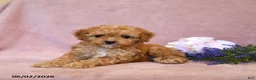 Cavapoo dogs for sale: Slate - Ad 2