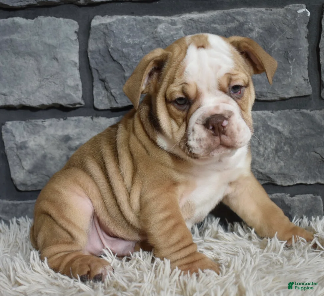 Beabull dogs for sale: Tater - Ad 5