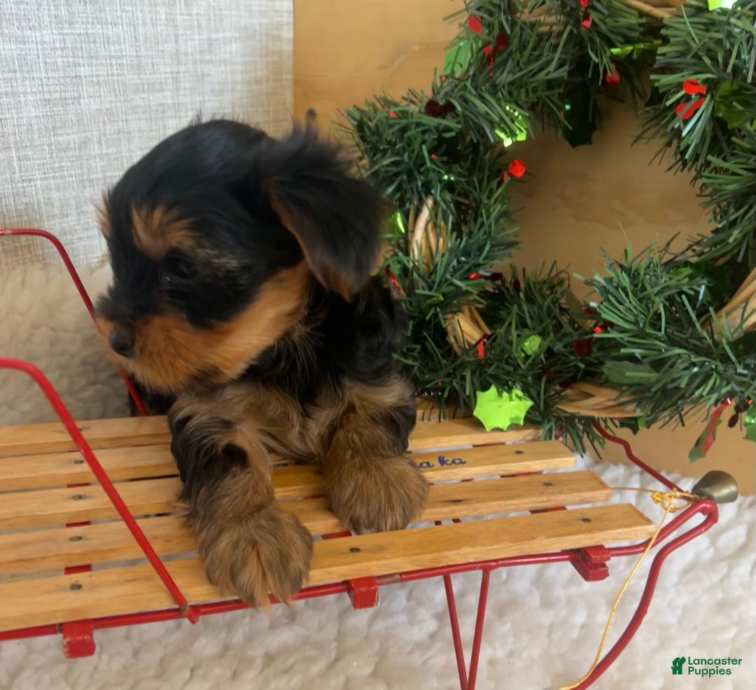 Yorkshire Terrier dogs for sale: Rowdy - Ad 6