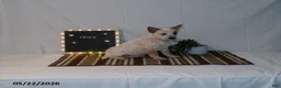 Australian Cattle Dog dogs for sale: Trixie - Ad 9