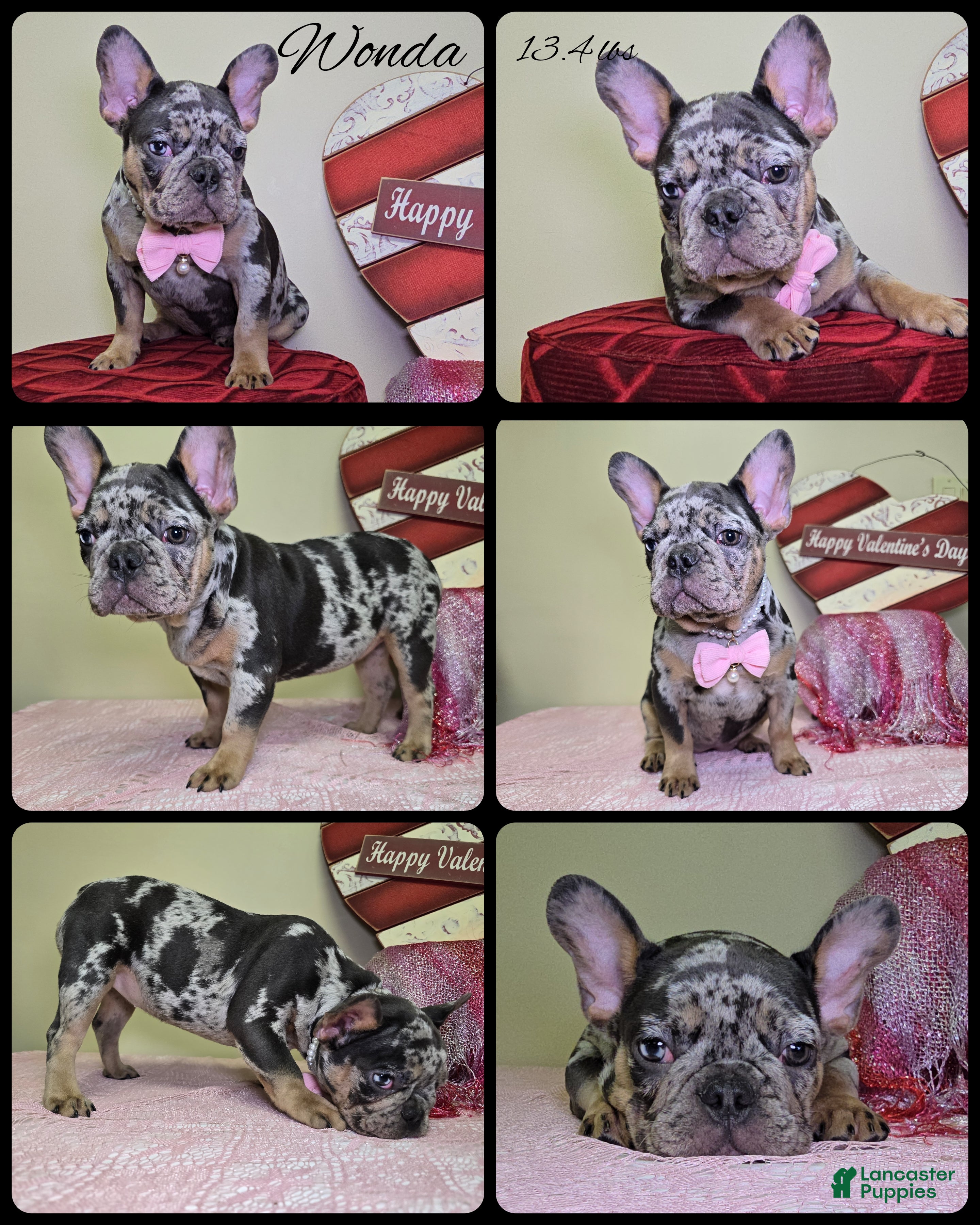 French Bulldog dogs Wonda - Ad 28