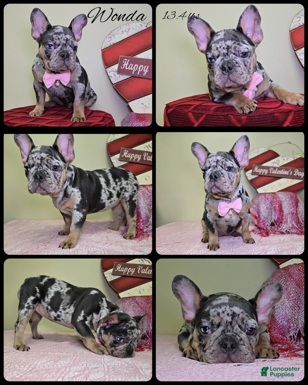 French Bulldog dogs for sale: Wonda - Ad 1