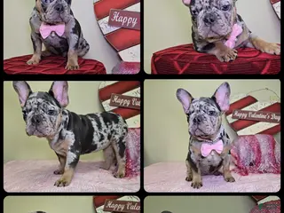 French Bulldog dogs Wonda - Ad 28
