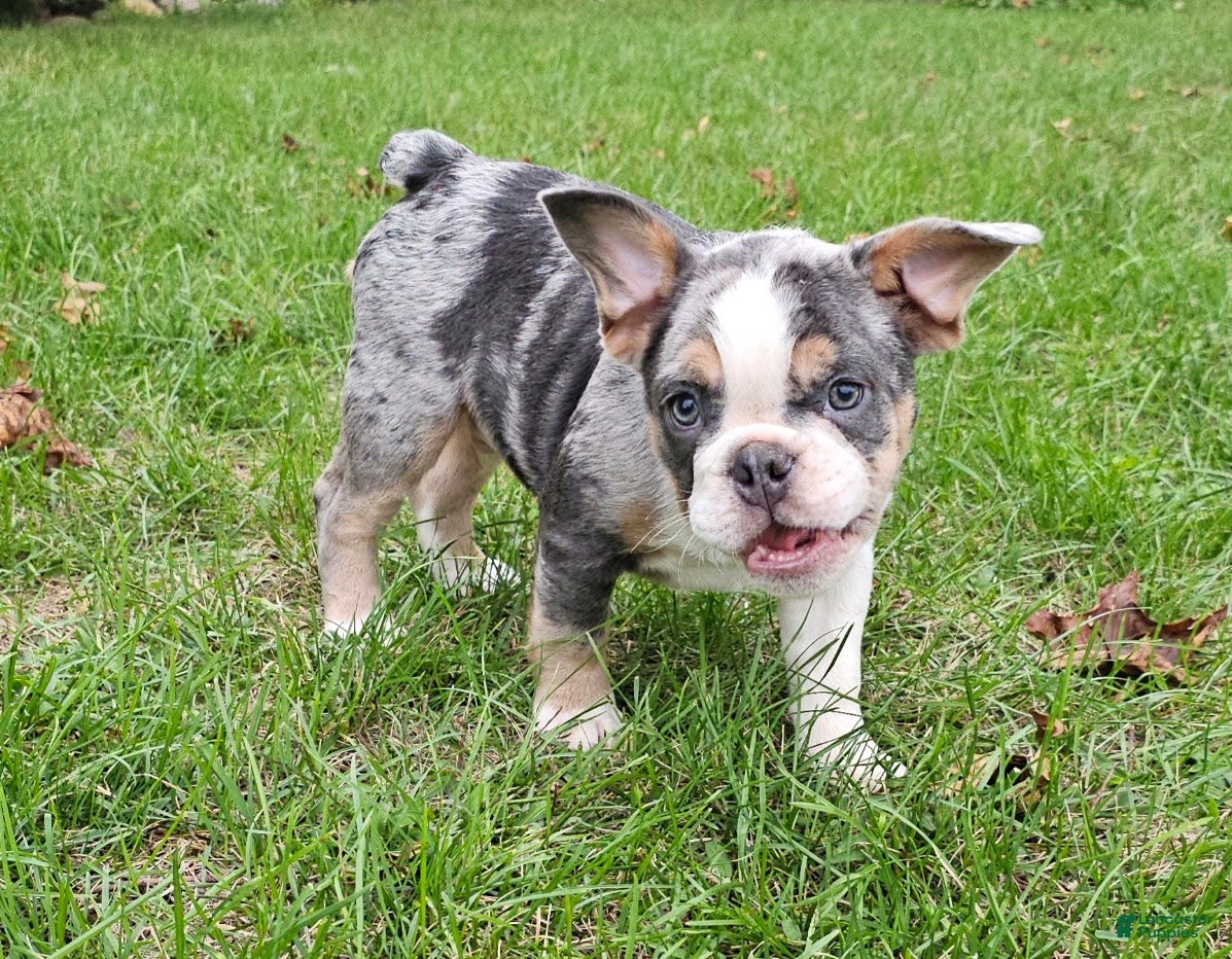 Mixed Breed dogs Mini Blue Bulldog - Ad 1