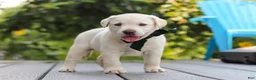 Labrador Retriever dogs for sale: Julep - Ad 6