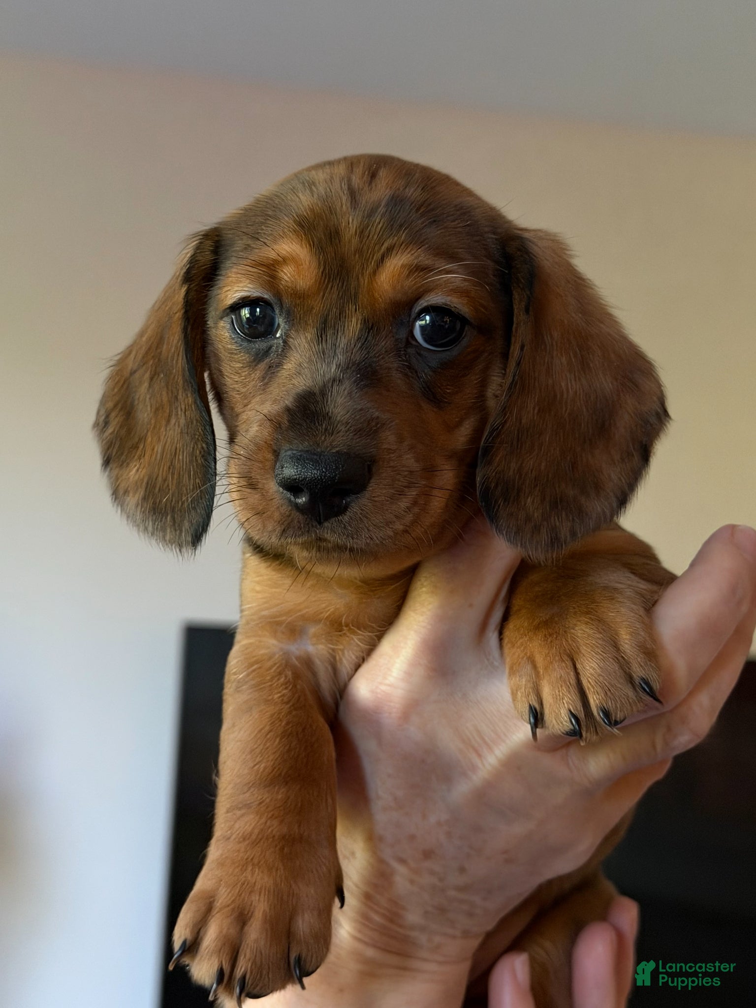 Miniature Dachshund dogs Miniature Dachshund - Arnold - Ad 34