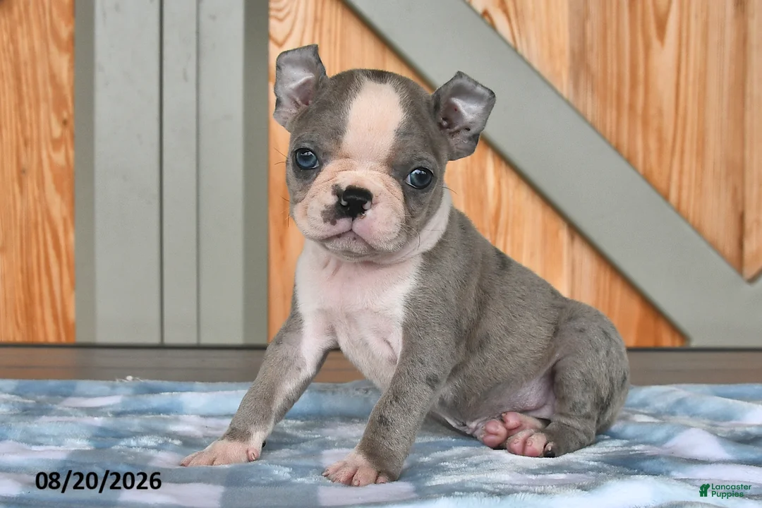 Boston Terrier dogs for sale: Baxter - Ad 2
