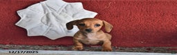 Dachshund dogs for sale: Olivia - Ad 1