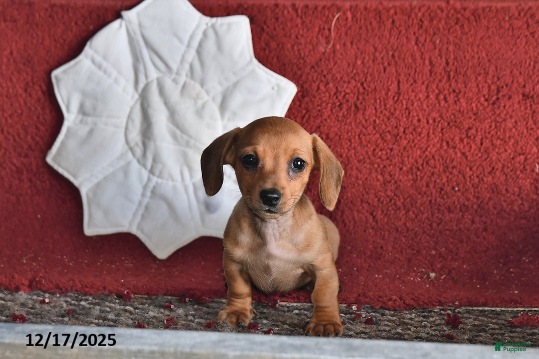 Dachshund dogs for sale: Olivia - Ad 1