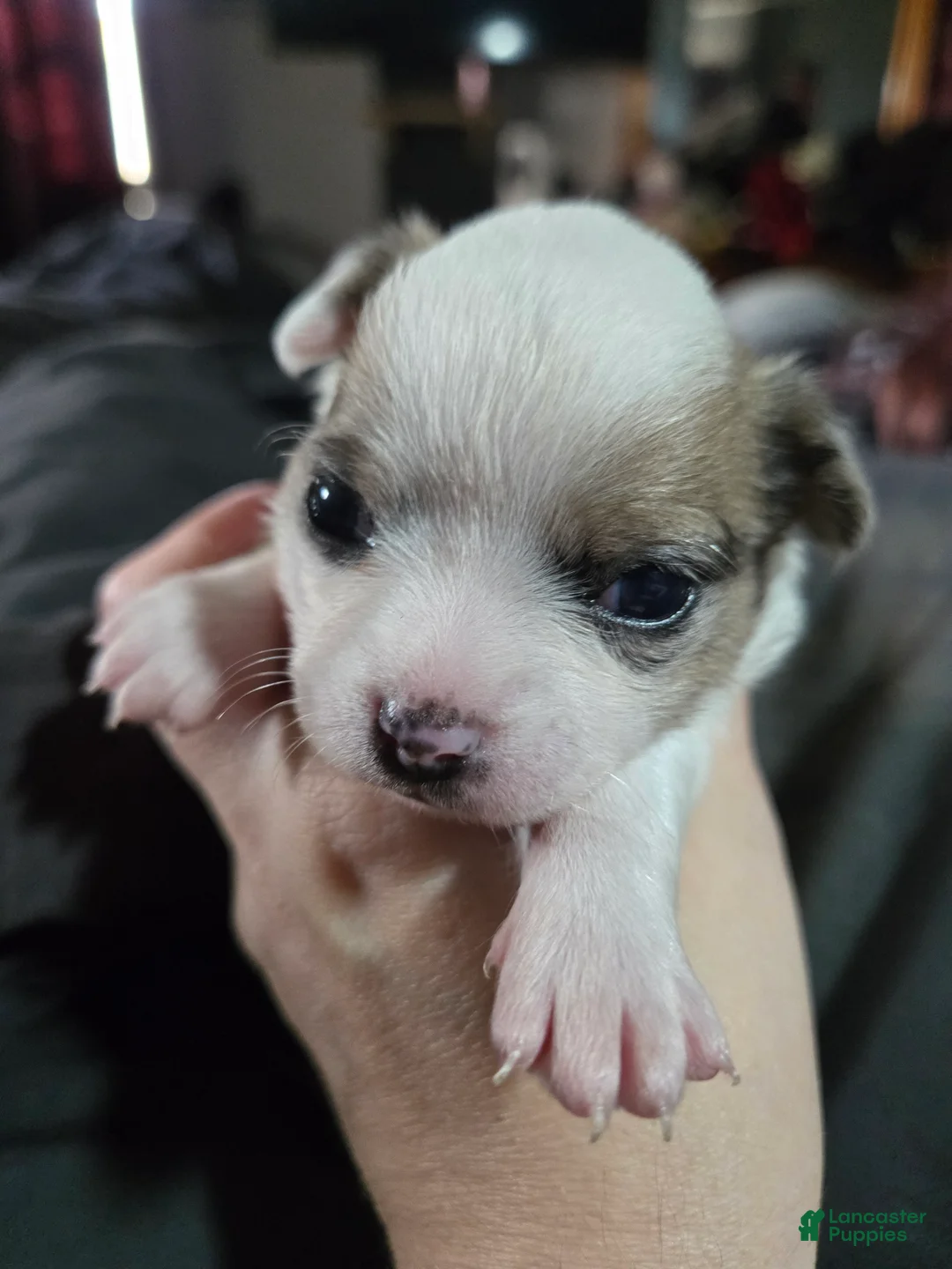 Chihuahua dogs for sale: Chihuahua 1 - Ad 1