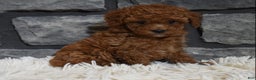 Toy Poodle dogs for sale: Coco - Ad 8