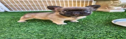 French Bulldog dogs for sale: Fluffy Bear  - Ad 18