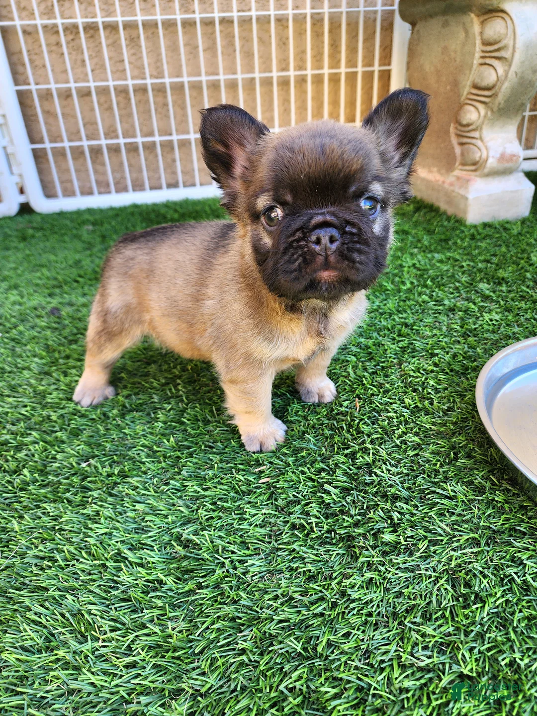 French Bulldog dogs for sale: Fluffy Bear  - Ad 18
