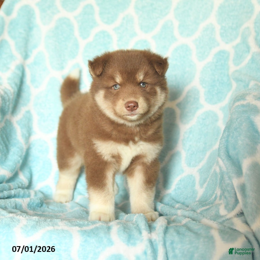 Pomsky dogs Happy - Ad 1