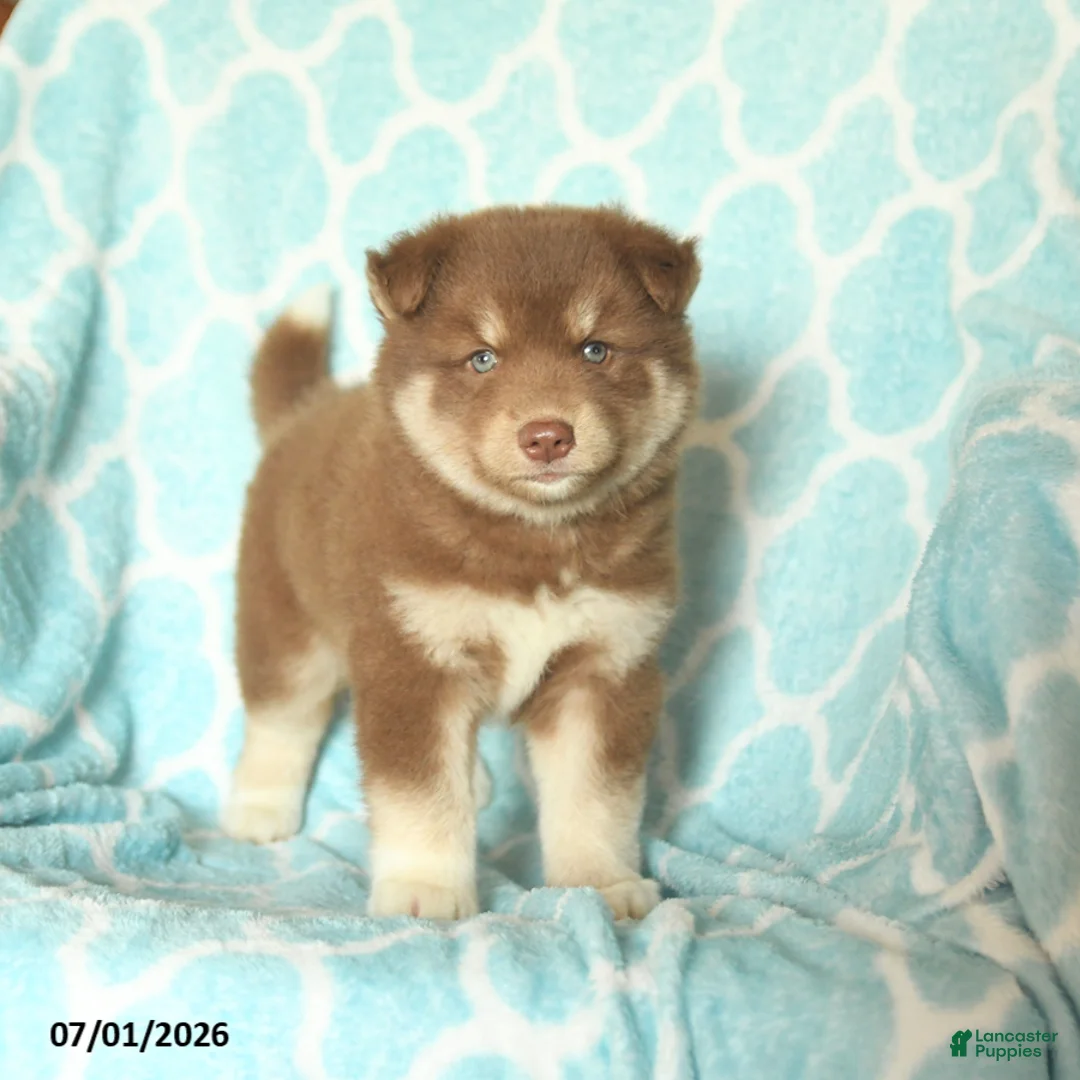Pomsky dogs for sale: Happy - Ad 1