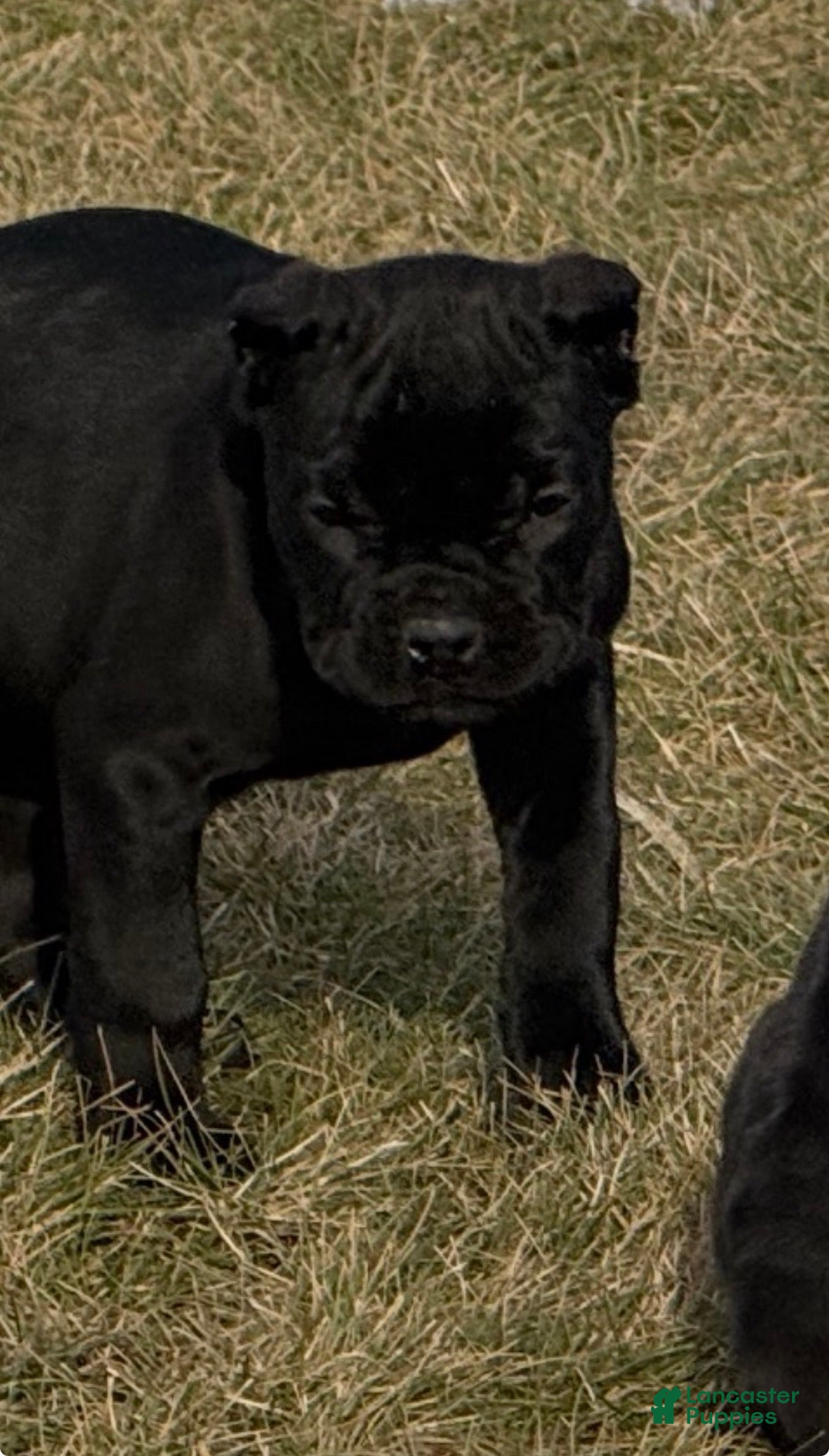 Cane Corso dogs Cane Corso Puppy 3 - Ad 12