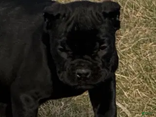Cane Corso dogs Cane Corso Puppy 3 - Ad 12