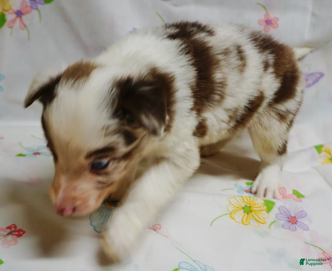 Border Collie dogs for sale: RHETT - Ad 2