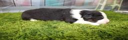 Miniature Australian Shepherd dogs for sale: Ellis - Ad 10