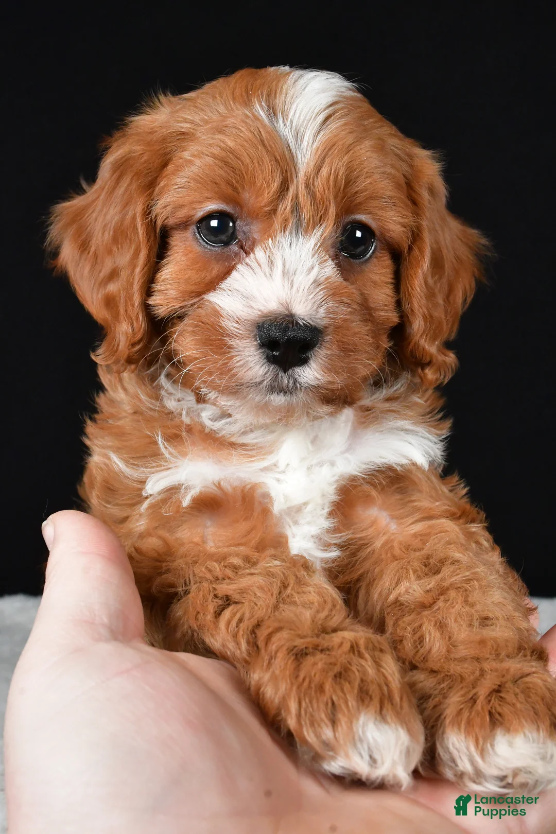Cavapoo dogs for sale: Kim - Ad 3