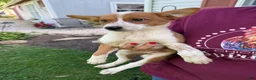 Australian Cattle Dog dogs for sale: Australian Cattle Dog 1 - Ad 1