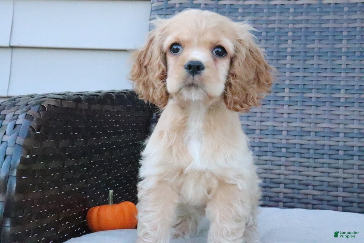 Cocker Spaniel dogs for sale: Flame - Ad 2