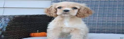 Cocker Spaniel dogs for sale: Flame - Ad 2